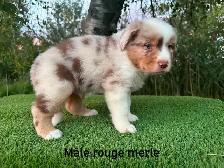 chiots berger australien merle - Photo 8
