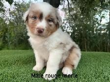 chiots berger australien merle - Photo 9