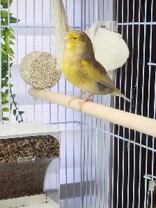 Canari Gloster