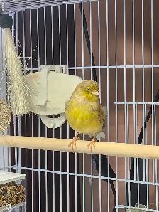 Canari Gloster - Photo 2