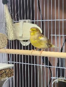 Canari Gloster - Photo 3