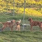 Golden retriever pups