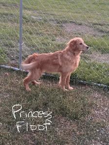 Golden retriever pups - Photo 2