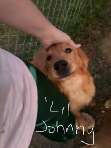 Golden retriever pups - Photo 3