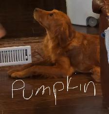 Golden retriever pups - Photo 4