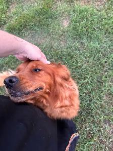 Golden retriever pups - Photo 5