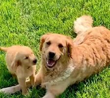Golden retriever pups - Photo 6