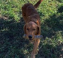 Golden retriever pups - Photo 7