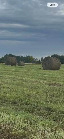 Round hay bales