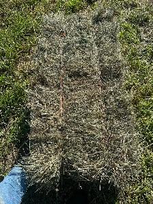 square hay bales - Photo 2