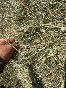 square hay bales - Photo 3