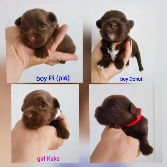 Rare Bitter Chocolate yorkie puppies
