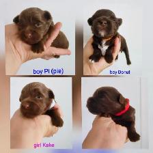 Rare Bitter Chocolate yorkie puppies