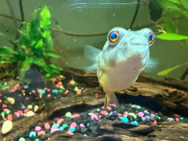 Fahaka puffer