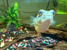 Fahaka puffer