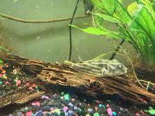 Fahaka puffer - Photo 2