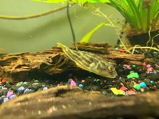 Fahaka puffer - Photo 3