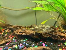 Fahaka puffer - Photo 4