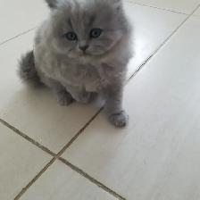Scottish Straight Blue long-hair kittens registered in CCA/AFC - Photo 8