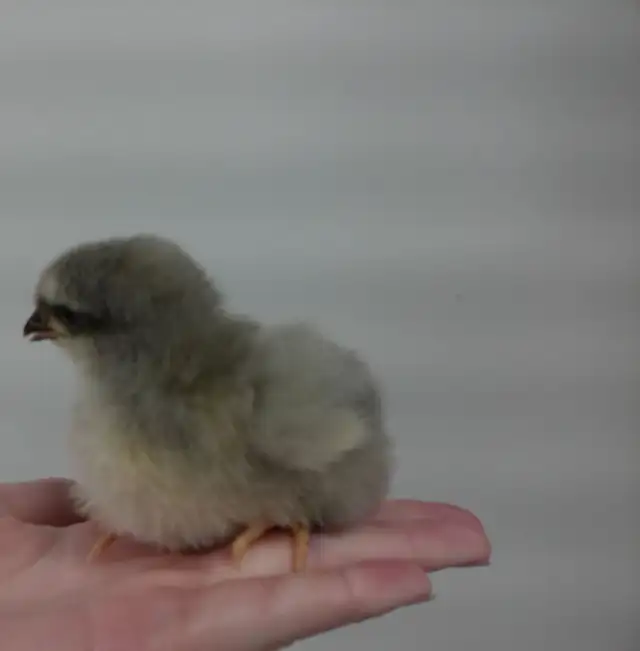 hens, rooster,pullets & chicks