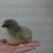 hens, rooster,pullets & chicks