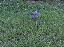 hens, rooster,pullets & chicks - Photo 2