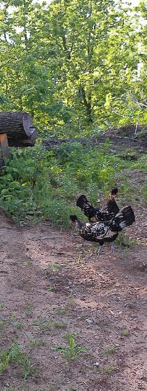 hens, rooster,pullets & chicks - Photo 4
