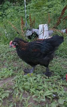 hens, rooster,pullets & chicks - Photo 5
