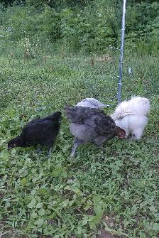 hens, rooster,pullets & chicks - Photo 6