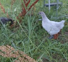hens, rooster,pullets & chicks - Photo 7