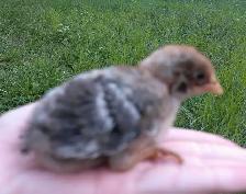 hens, rooster,pullets & chicks - Photo 8