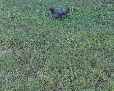 hens, rooster,pullets & chicks - Photo 9