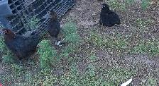 hens, rooster,pullets & chicks - Photo 10