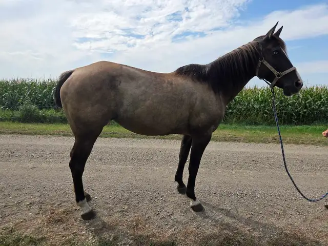 17 yr old Grullo Mare - JULIE