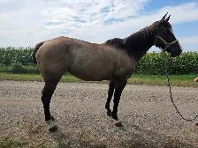 17 yr old Grullo Mare - JULIE
