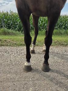 17 yr old Grullo Mare - JULIE - Photo 2
