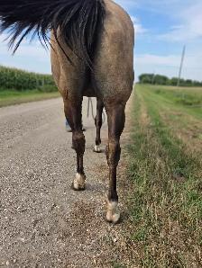 17 yr old Grullo Mare - JULIE - Photo 3