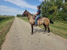 17 yr old Grullo Mare - JULIE - Photo 4