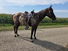 17 yr old Grullo Mare - JULIE - Photo 5