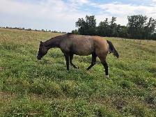 17 yr old Grullo Mare - JULIE - Photo 6