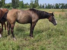 17 yr old Grullo Mare - JULIE - Photo 7