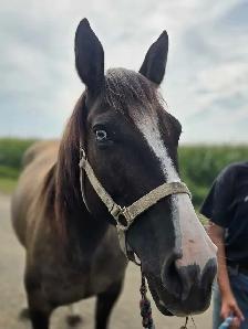 17 yr old Grullo Mare - JULIE - Photo 8