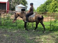 17 yr old Grullo Mare - JULIE - Photo 10