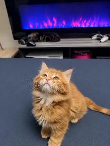 Mainecoon Male Kitten