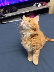 Mainecoon Male Kitten - Photo 2