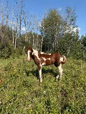 APHA Chestnut Tobiano Colt | T/T | 6-Panel Negative |