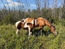 APHA Chestnut Tobiano Colt | T/T | 6-Panel Negative | - Photo 2