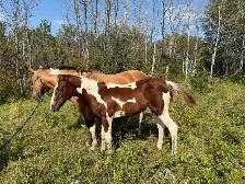 APHA Chestnut Tobiano Colt | T/T | 6-Panel Negative | - Photo 3
