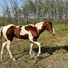 APHA Chestnut Tobiano Colt | T/T | 6-Panel Negative | - Photo 4