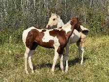 APHA Chestnut Tobiano Colt | T/T | 6-Panel Negative | - Photo 5